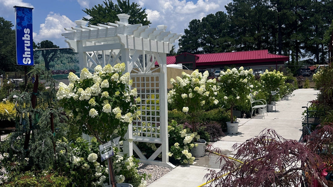 Why the Grande Sunburst Arbor Is the Statement Piece Your Garden Deserves