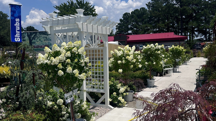 Why the Grande Sunburst Arbor Is the Statement Piece Your Garden Deserves